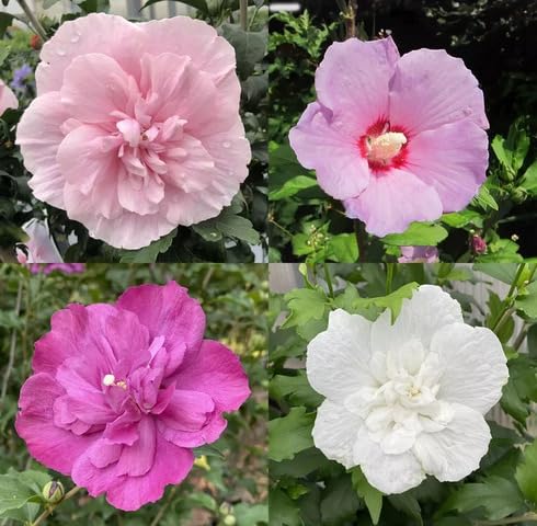 Mixed Hybiscus Syriacus Flower Seeds