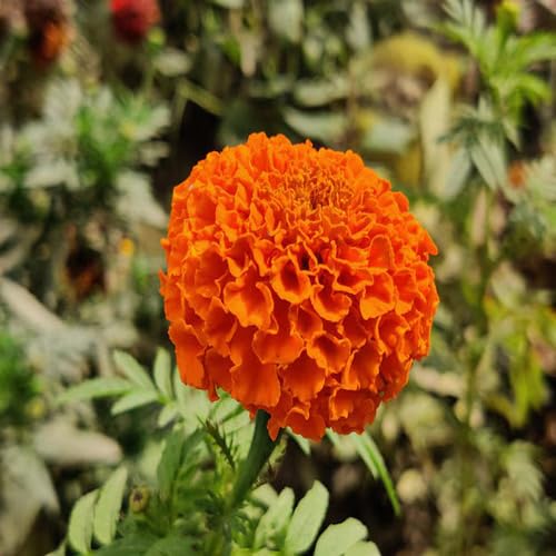 orange marigold flower seeds