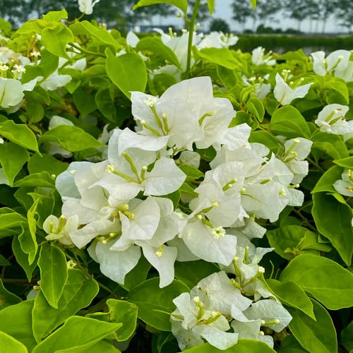 white bougainvillea flower seeds