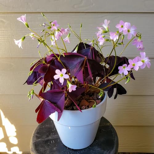 Violet Oxalis Flower Seeds