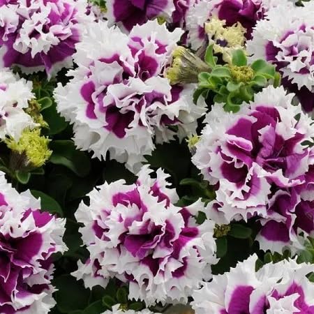 White Double Petunia Flower Seeds