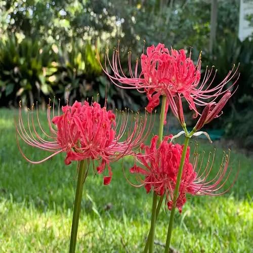 Lycoris Flower Seeds