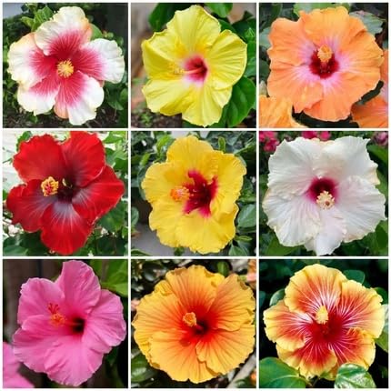 Hibiscus Flower Seeds