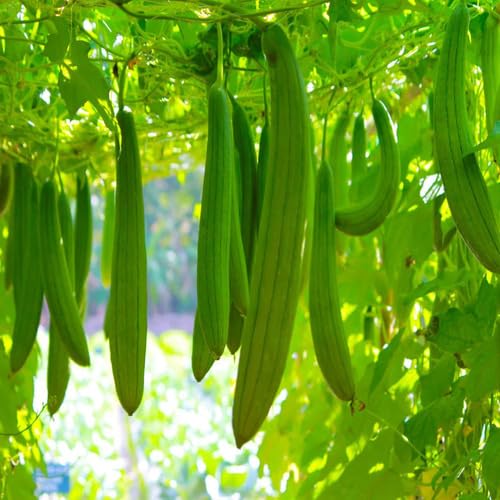 Luffa Gourd Green vegetable seeds for Home Gardening, Premium Kitchen Garden Planting for kitchen garden planting