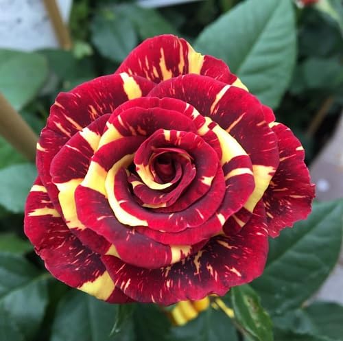 Red Yellow Rose Flower Seeds