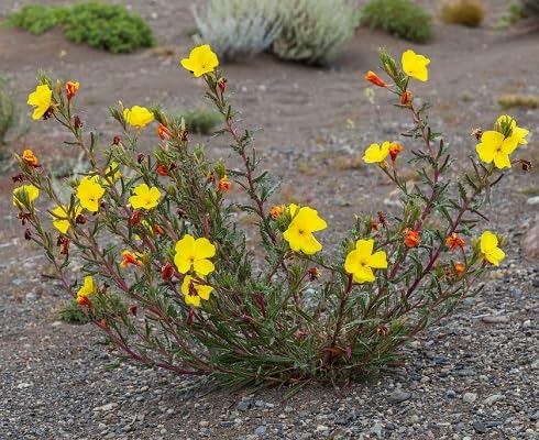 Yellow Oenothera Odorata Flower Seeds