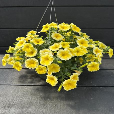 Yellow Hanging Petunia Flower Seeds