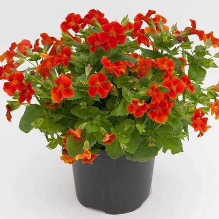 mimulus Flower Seeds