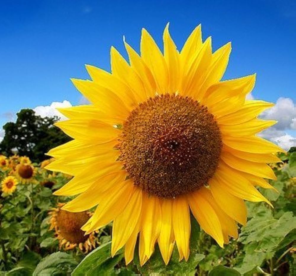 sunflower helianthus annuus mixed giant flower bed