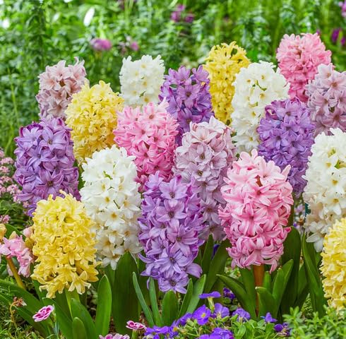Mix Hollyhock Flower Seeds