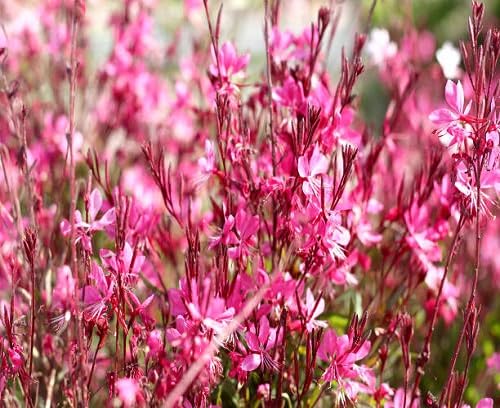 Pink Perennial Guara Flower Seeds