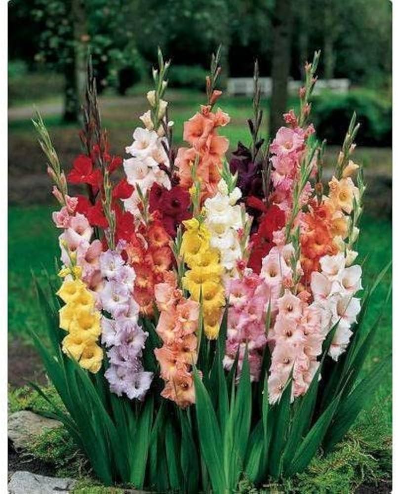 Gladiolus Flower Gladiolus Hortulanus
