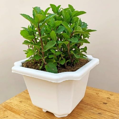 Green Mint Plant Seeds herb seeds - home gardening, heirloom garden seeds