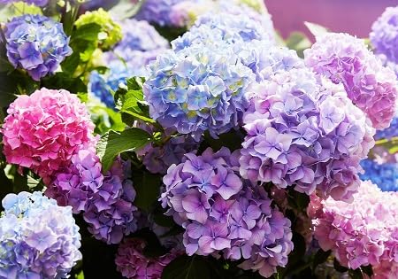 Hydrangea Flower Seeds