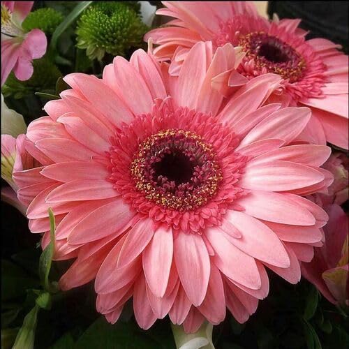 Pink Giant Daisy Flower Seeds