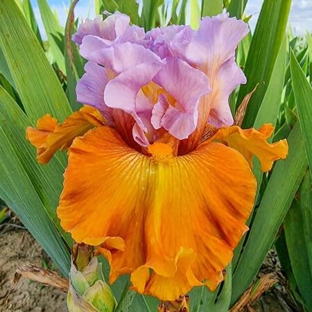 Bearded Iris Flower Seeds