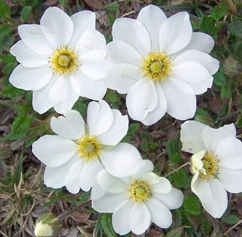 White Dryas Octopetala Flower Seeds