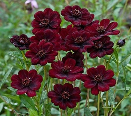 Cosmos Flower Seeds