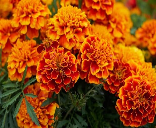 Red Marigold Flower Seeds