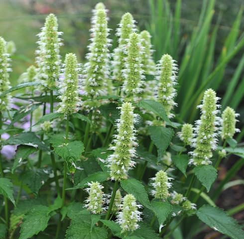 White Hyssop Flower Seeds