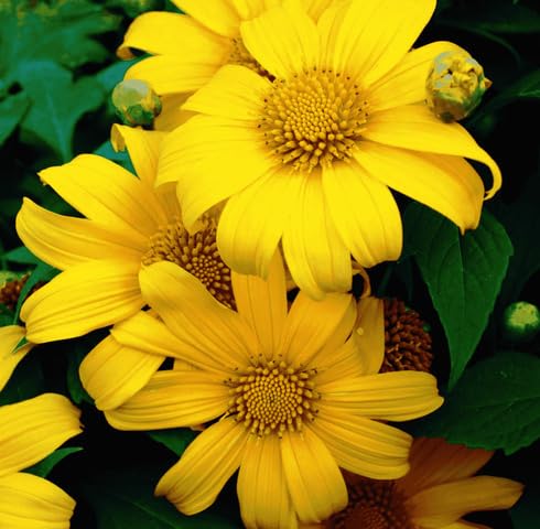 Yellow rotundifolia Flower Seeds