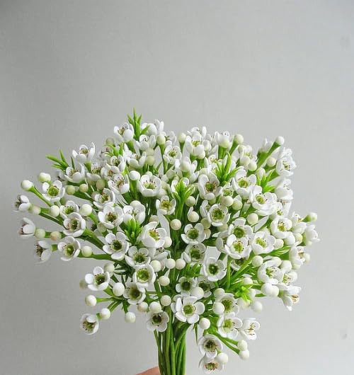White Chamelaucium Flower Seeds