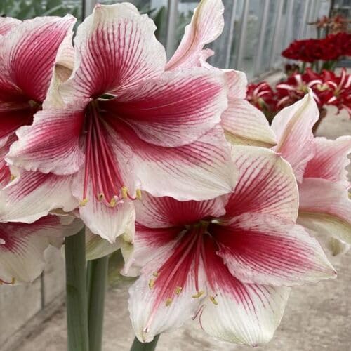 White Maroon Carnation Flower Seeds