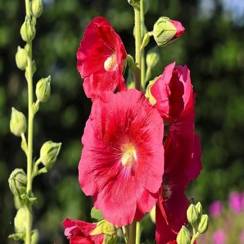 Red Hollyhock Flower Seeds