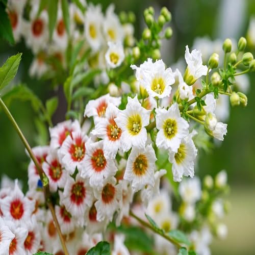 Xanthoceras Flower Seeds