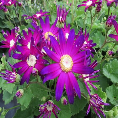 Mixed Senetti Pericallis Flower Seeds