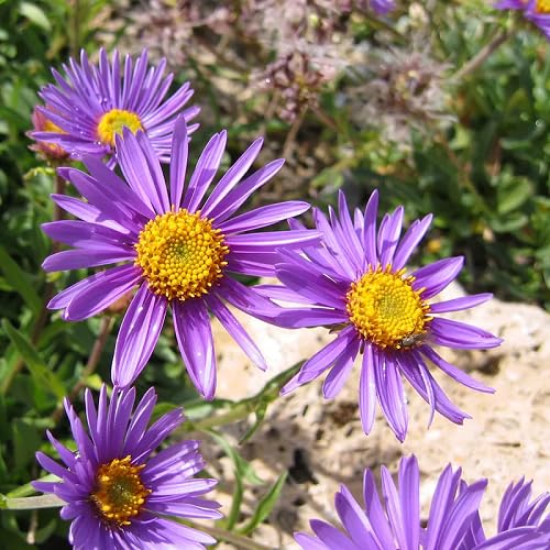 Violet Aster Flower Seeds