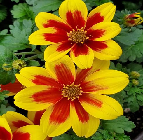 Red Yellow Bidens Flower Seeds