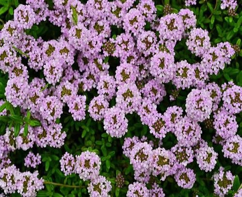 Thyme Flower Seeds
