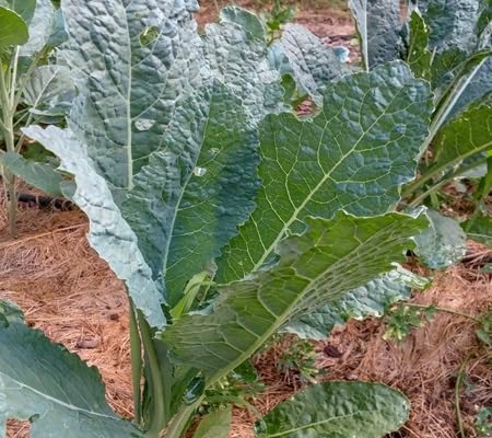 Kale vegetable seeds - Heirloom, Organic, Non Gmo Garden Seeds for kitchen garden planting