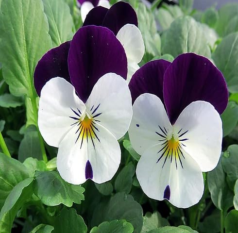 White Purple Viola Flower Seeds