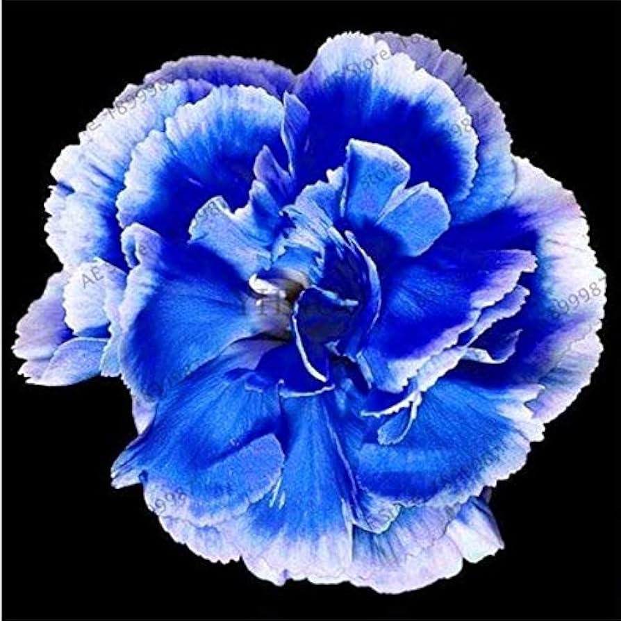 Blue Dianthus Caryophyllus Flower