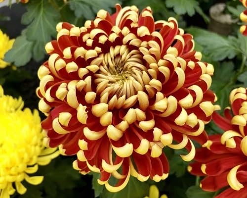 Orange Chrysanthemum Flowers Seed.