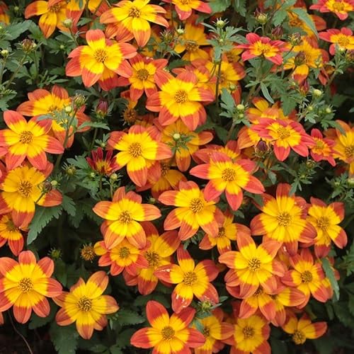 Bidens Flower Seeds