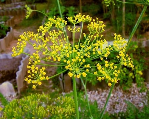 Dill Plant Seeds Yellow herb seeds - kitchen garden, terrace planting garden seeds