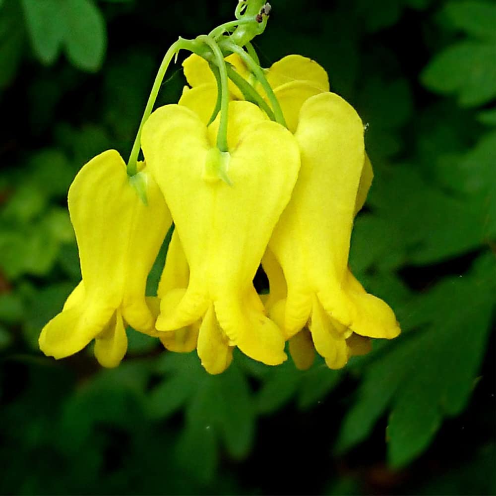 Yellow Dicentra Spectabilis Flower Seeds - Heirloom Non GMO High Germination Premium Garden Seeds for Planting