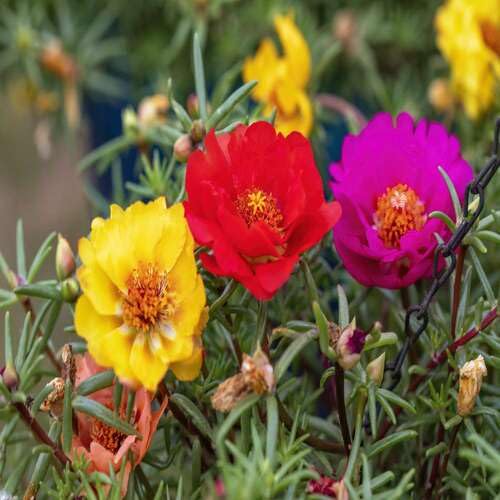 Mixed Portulacae Flower Seeds