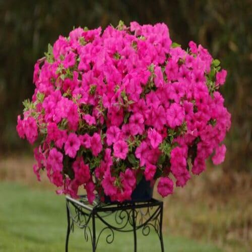 Pink Surfinia Flower Seeds