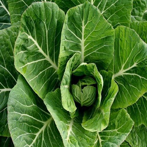 Collards vegetable seeds for Home Gardening, Fast Growing Home Garden Variety Premium for kitchen garden planting