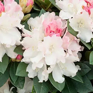 Rhododendron Azalea Flower Rhododendron Spp