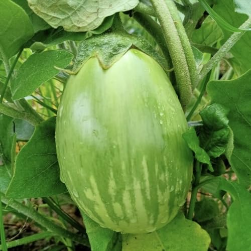 Green Brinjal vegetable seeds for Home Gardening, Healthy Seasonal Vegetable Planting for kitchen garden planting