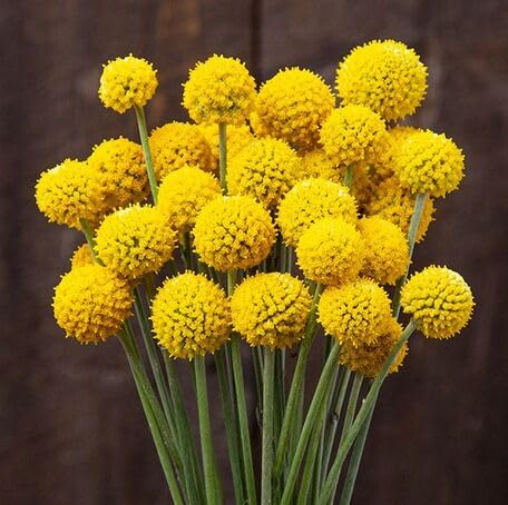Yellow Craspedia Flower Seeds