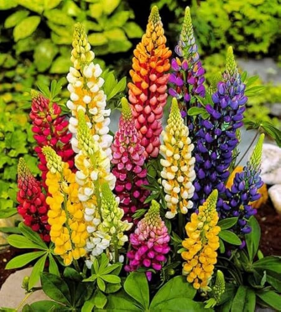 Lupine Flower Seeds - Heirloom Non GMO High Germination Garden Planting Seeds