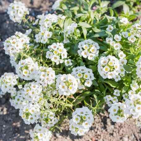 White Alyssum Flower Seeds