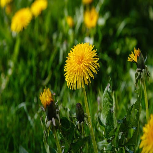 Yellow Dandelion Flower Seeds