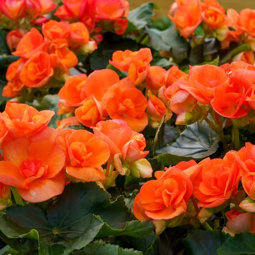 Orange Begonia Flower Seeds